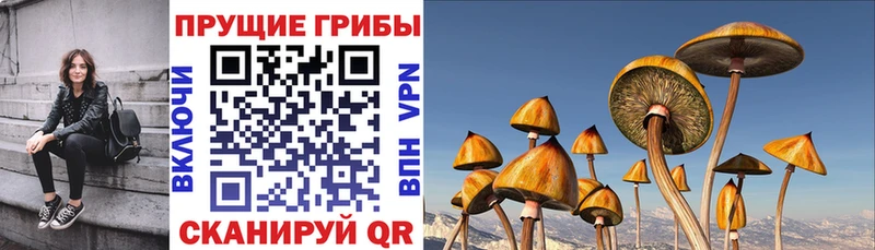 Галлюциногенные грибы прущие грибы  Судак 